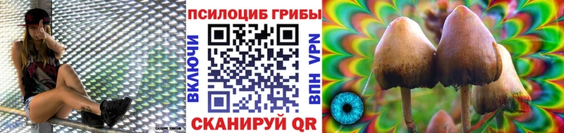 Псилоцибиновые грибы Psilocybine cubensis  Купить где  Балашиха 